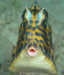 "Ooooh!"   
Scrawled cowfish by Suzan Meldonian 